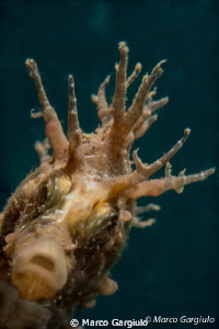 Mediterranean Sea Horse by Marco Gargiulo 